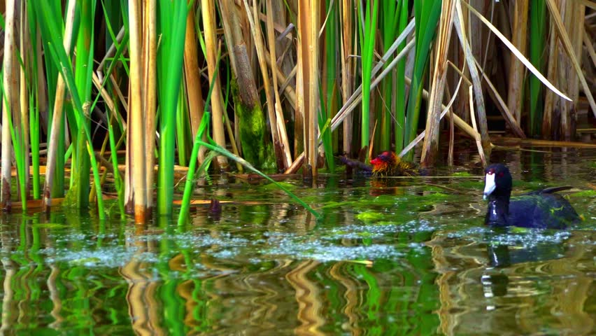 Fulica Americana Caring for Its Baby on Peaceful Water