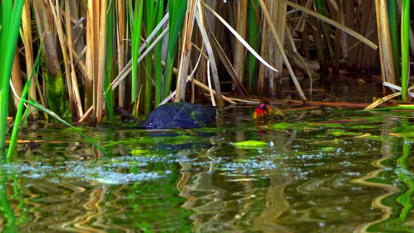 Fulica Americana Caring for Its Baby on Peaceful Water