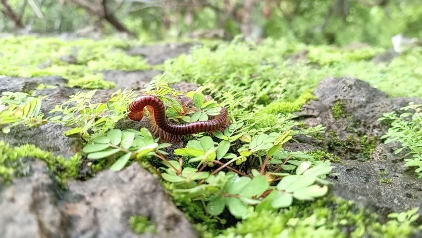 a millipede with a red and dark brown segmented body, was curled up on a rock covered with green moss and small green leafy plants