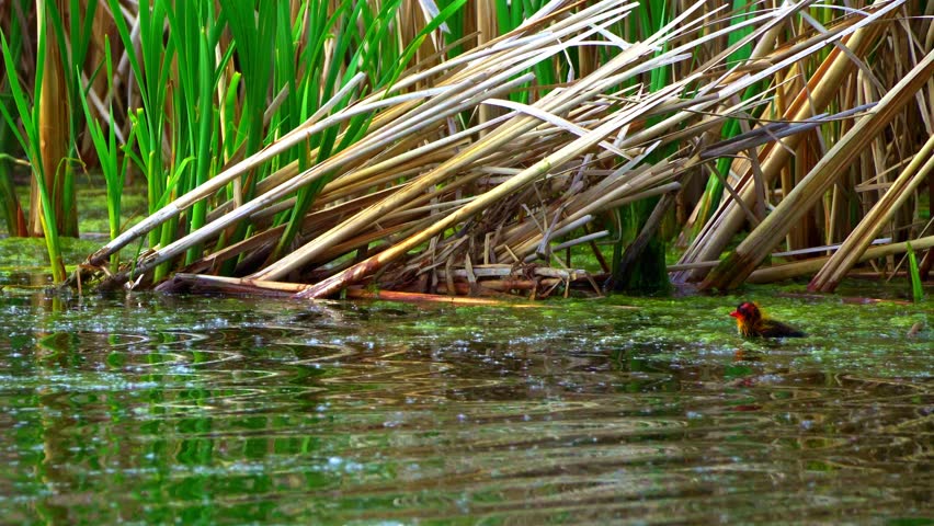 Fulica Americana Caring for Its Baby on Peaceful Water