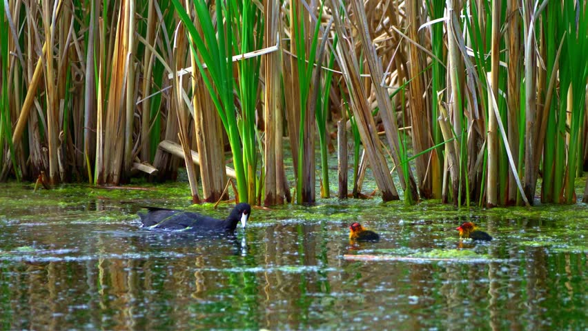Fulica Americana Caring for Its Baby on Peaceful Water