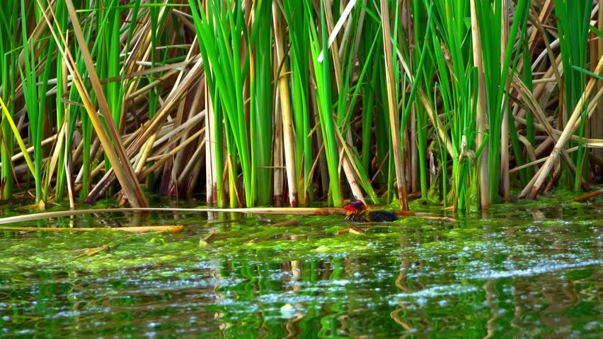 Fulica Americana Caring for Its Baby on Peaceful Water