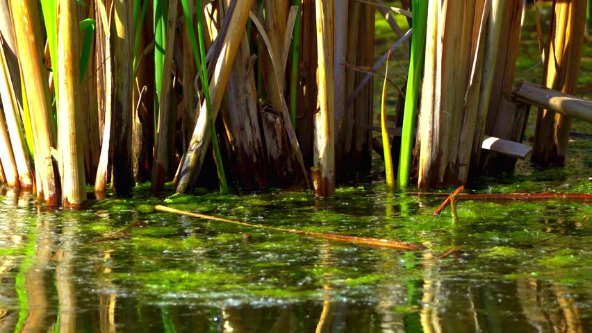Fulica Americana Caring for Its Baby on Peaceful Water