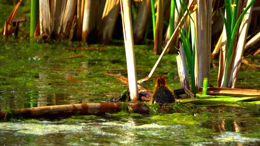 Fulica Americana Caring for Its Baby on Peaceful Water