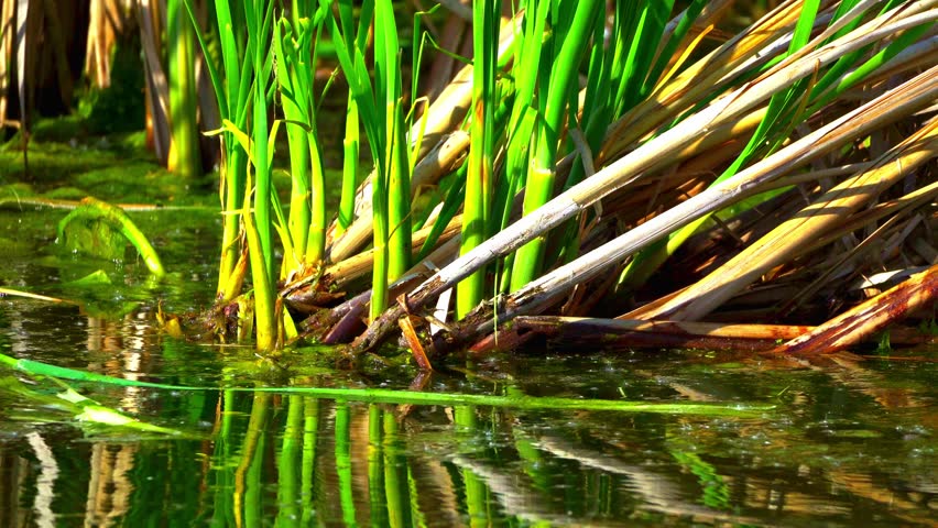 Fulica Americana Caring for Its Baby on Peaceful Water