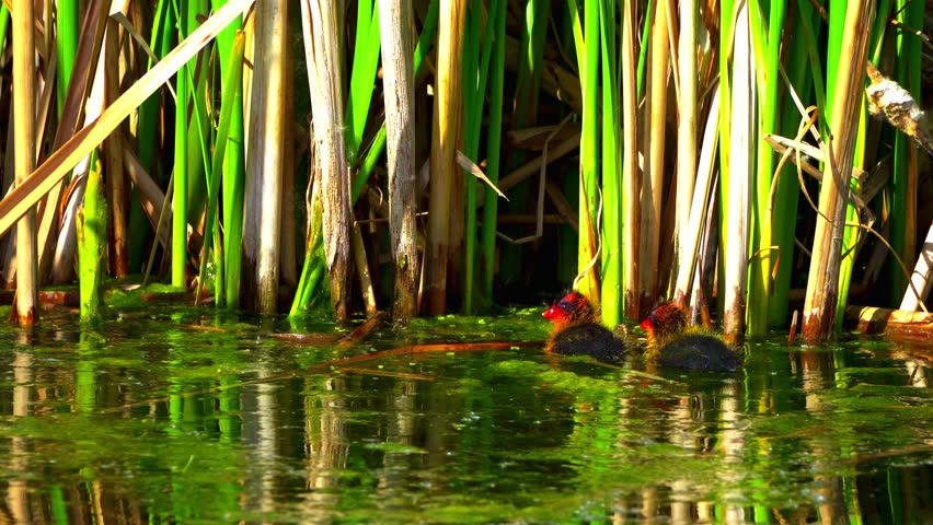 Fulica Americana Caring for Its Baby on Peaceful Water
