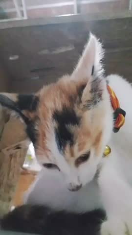 The striped cutie is cleaning himself under a wooden chair