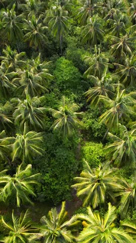Aerial view of a coconut plantation Southeast Asia tropical nature vertical video