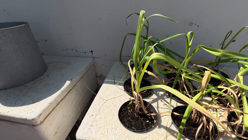 Slow pan shot from left to right showing withered and struggling potted plants in a sunlit outdoor environment. Visual representation of decay, dryness, environmental stress, and the passage of time. Concept of climate impact, neglect, and fragile nature.
