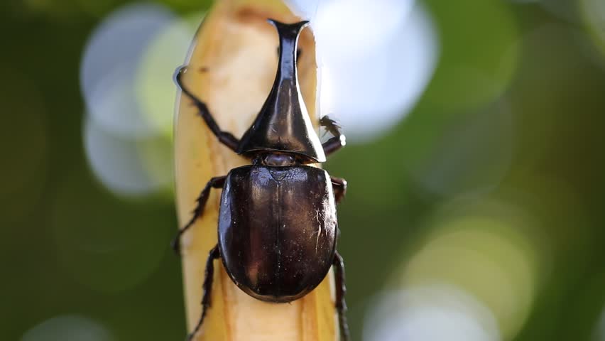 Siamese rhinoceros beetle eating banana with bakeh bachground.