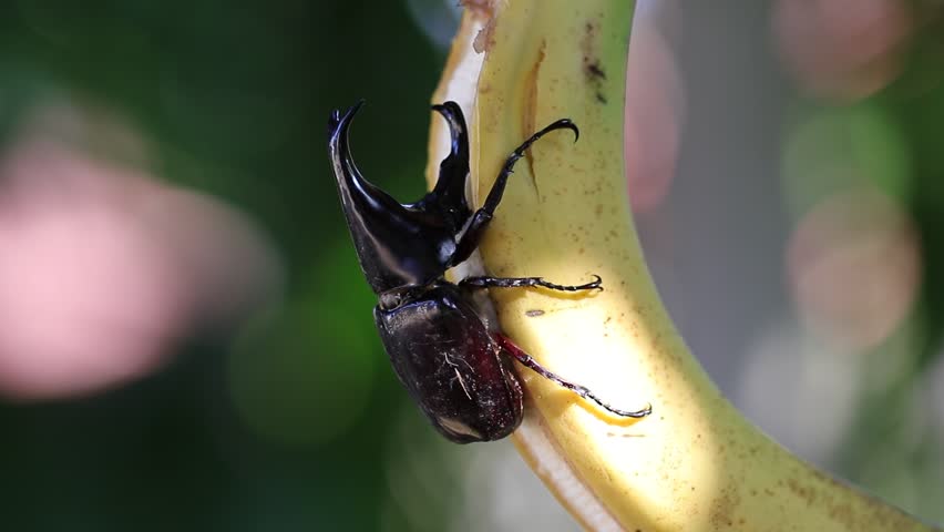 Siamese rhinoceros beetle eating banana with bakeh bachground.