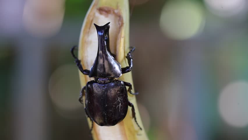 Siamese rhinoceros beetle eating banana with bakeh bachground.