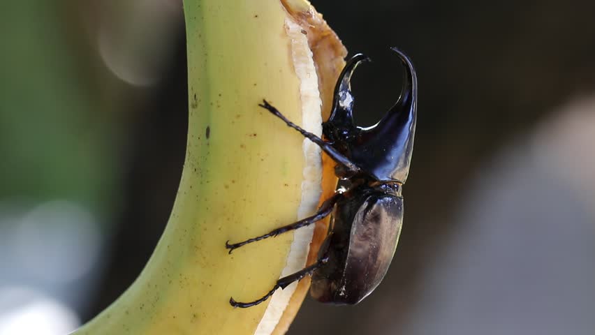 Siamese rhinoceros beetle eating banana with bakeh bachground.