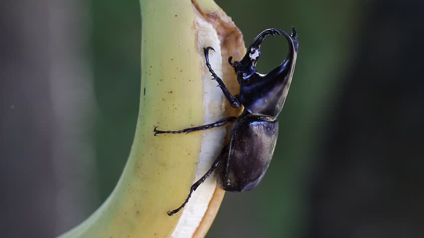 Siamese rhinoceros beetle eating banana with bakeh bachground.