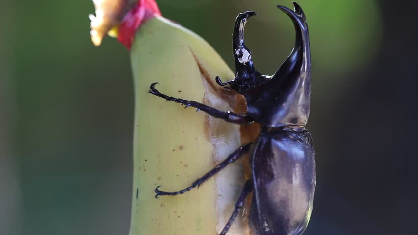 Siamese rhinoceros beetle eating banana with bakeh bachground.