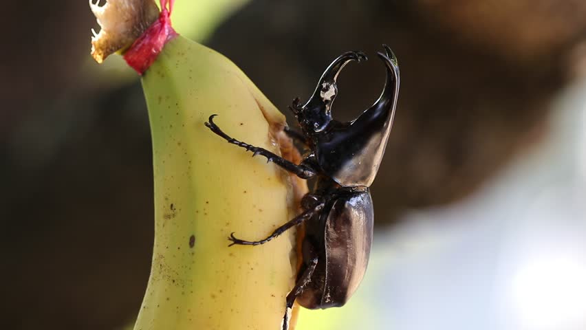Siamese rhinoceros beetle eating banana with bakeh bachground.