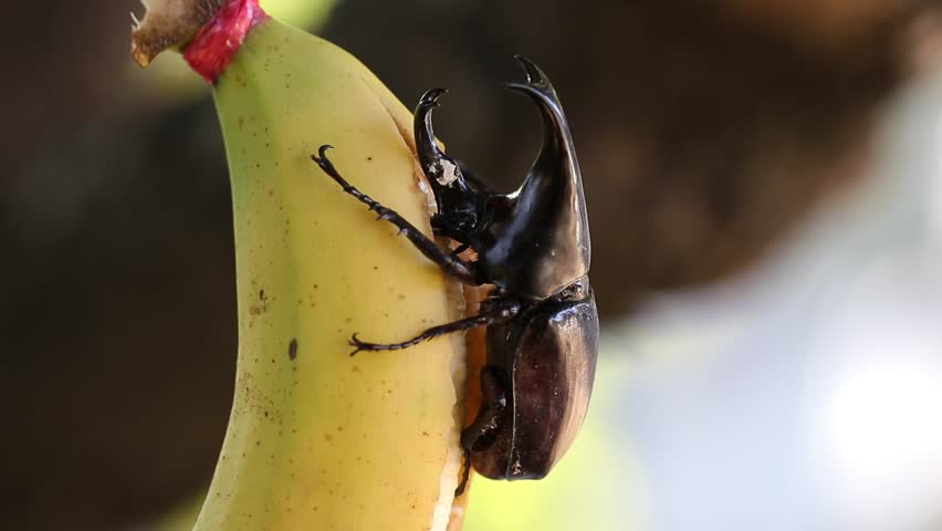 Siamese rhinoceros beetle eating banana with bakeh bachground.