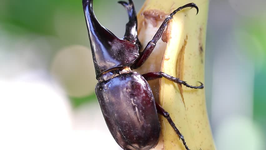 Siamese rhinoceros beetle eating banana with bakeh bachground.