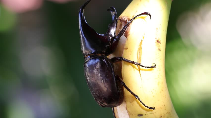 Siamese rhinoceros beetle eating banana with bakeh bachground.