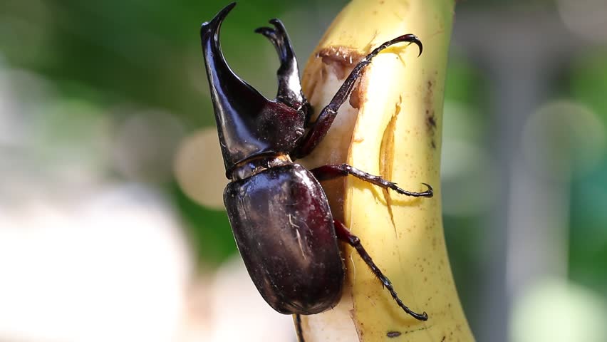 Siamese rhinoceros beetle eating banana with bakeh bachground.