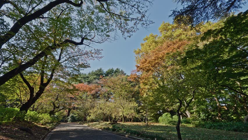 A view of a clear path winding through a park or garden, surrounded by trees displaying a mix of green and vibrant autumn colors against a blue sky.