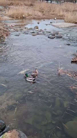 Two mallard ducks swimming side by side on the river