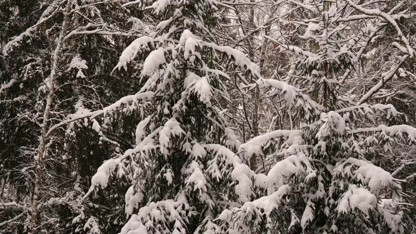 Peaceful winter forest scene with spruce trees covered in fresh snow. Natural snowy woodland landscape, calm atmosphere, cold season background.