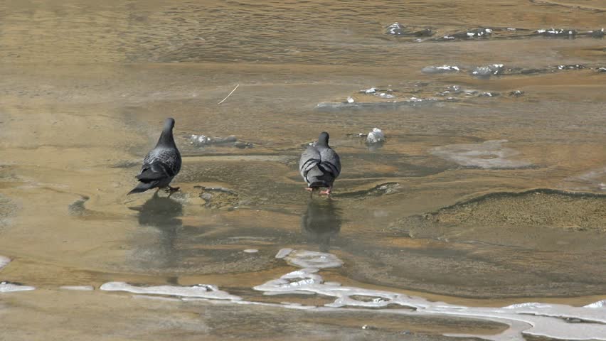 Pigeon birds drink water across frozen river surface during harsh cold winter weather scene. Icy conditions show urban wildlife survival, slippery ice patches, and cold seasonal behavior.