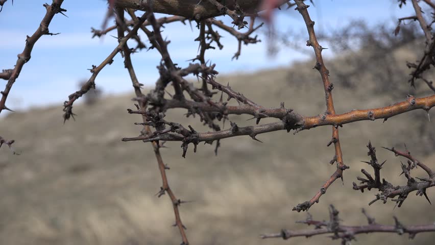 Leafless thorny dry bush branches stand against barren hillside landscape during cold winter season. Close view highlights harsh steppe environment, arid terrain, and dormant vegetation textures.