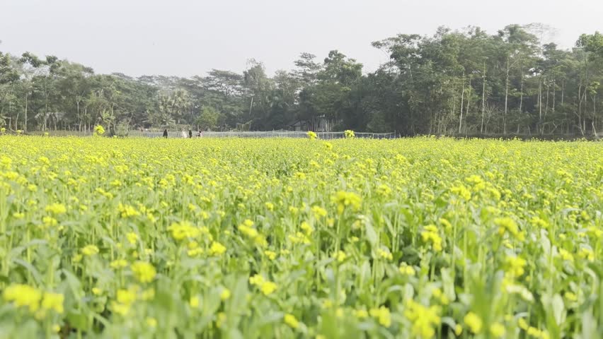 Mustard field filled with yellow mustard flower, people are walking by on the distance, on the background there are green trees, blue sky on the back.