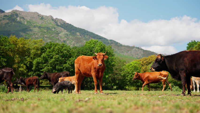 pack of cows grazing outdoors on a grassland. View of the mountains in the background.
