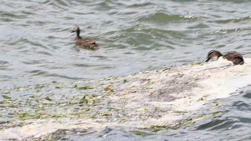 Two ducks swimming through wind driven waves on Lake Mulwala shoreline