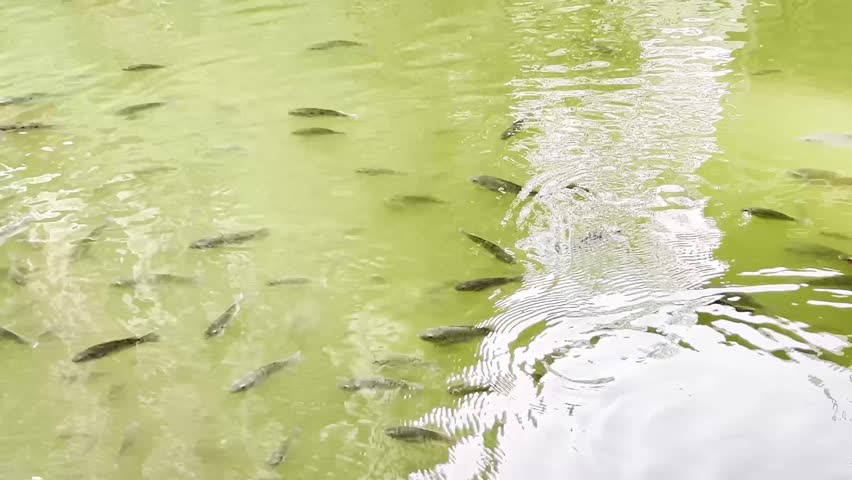 Lots of fishes swimming around in the pond water, reflections on the water, fish farming.