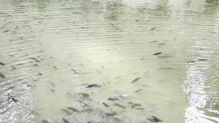 Lots of fishes swimming around in the pond water, reflections on the water, fish farming.