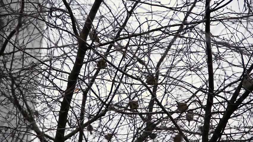 Small birds perch on bare branches of tree, bright overcast winter sky background. Dense pattern dark twigs, natural habitat. Quiet avian life scene.
