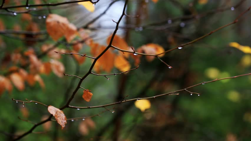 Bare tree branches with glistening raindrops. Sparse orange and brown autumn leaves provide color. Soft bokeh background of green foliage creates peaceful natural mood after rain