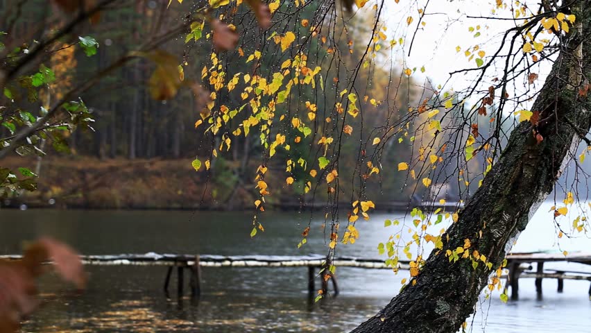Autumn outdoor view, birch tree branches, yellow leaves, water droplets, tree leans over calm lake, rustic wooden pier, forest on far bank