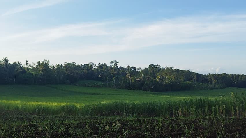 Green landscape under a bright blue sky in nature..