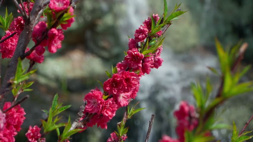 Close up shot of vibrant double flowering red peach blossoms on tree branches against blurred waterfall at Hongdo Village in Geumsan South Korea during peak spring season
