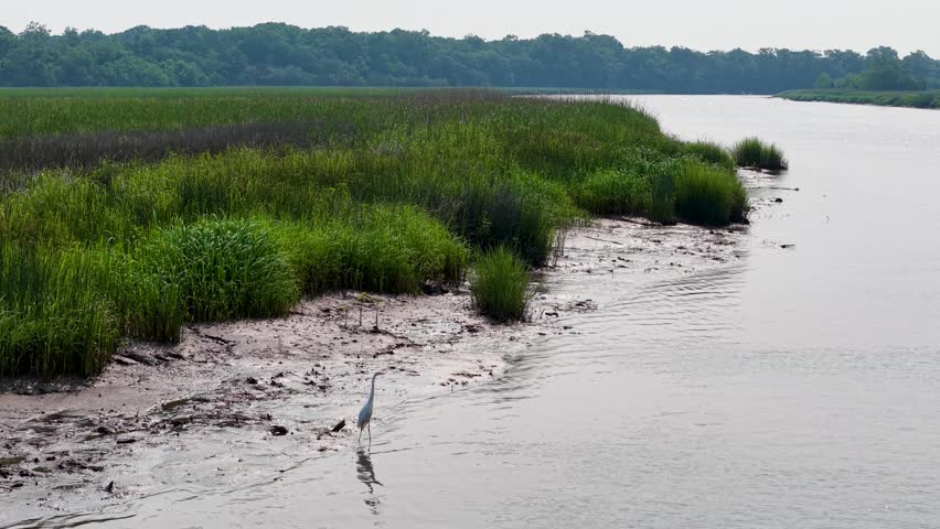 Drone view of a calm marsh with green wetlands and river in Charleston South Carolina