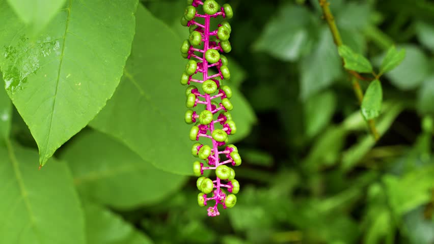 Closeup Of American Pokeweed (Phytolacca americana) Unripe Fruits.