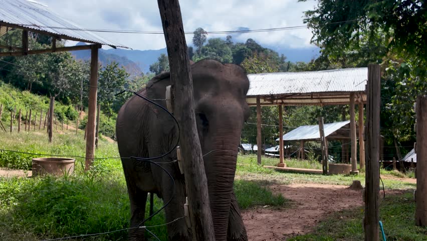 Asian elephant swaying side to side, exhibiting signs of trauma in a rescue sanctuary