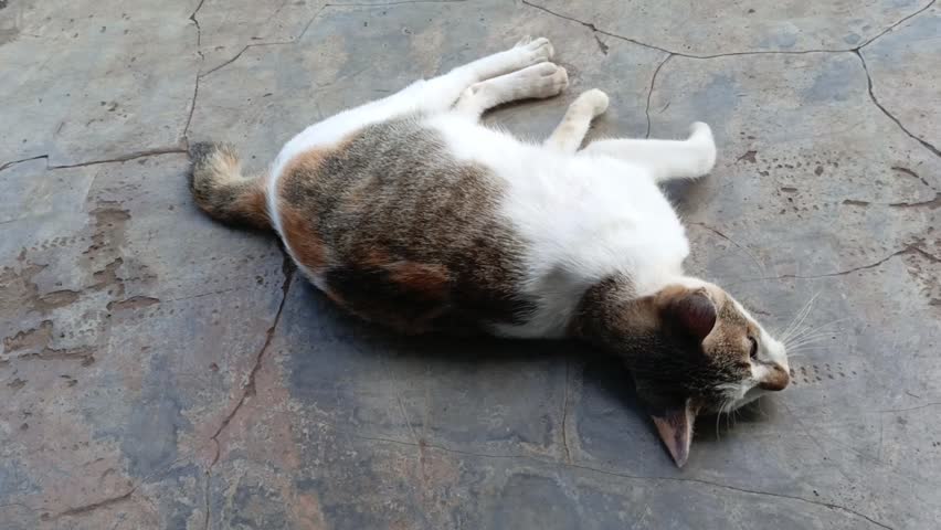 Tame domestic cat being held gently in a cozy home. This tame domestic cat shows affection and calm behavior during interaction. A perfect footage of a lovely tame domestic cat.