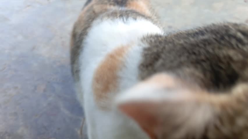 Tame domestic cat being held gently in a cozy home. This tame domestic cat shows affection and calm behavior during interaction. A perfect footage of a lovely tame domestic cat.