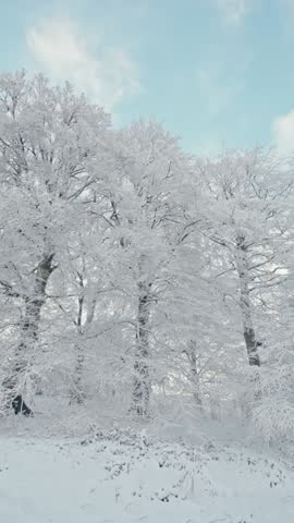 winter landscape with snow-covered beech trees in the morning 