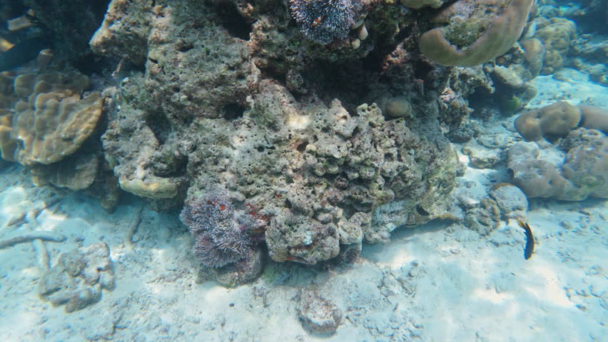 Discover vibrant marine life while snorkeling through spectacular coral reefs in Thailand, showcasing the beauty of this underwater paradise