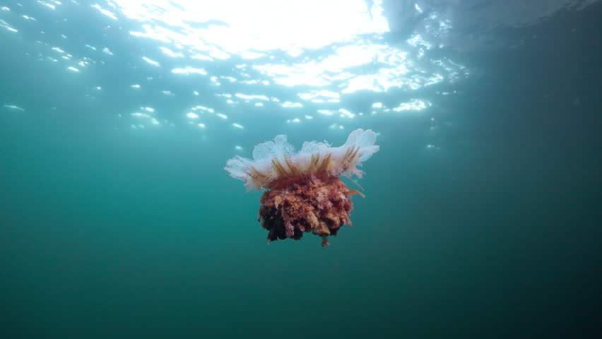 Lion’s mane jellyfish drifting underwater in Percé, Quebec, cinematic 4K 60FPS marine wildlife footage showcasing cold Atlantic pelagic ecosystem and flowing tentacles