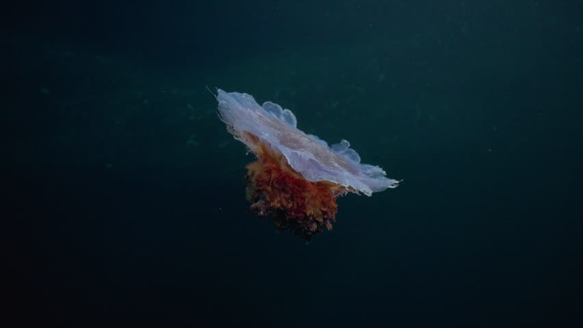 Lion’s mane jellyfish drifting underwater in Percé, Quebec, cinematic 4K 60FPS marine wildlife footage showcasing cold Atlantic pelagic ecosystem and flowing tentacles