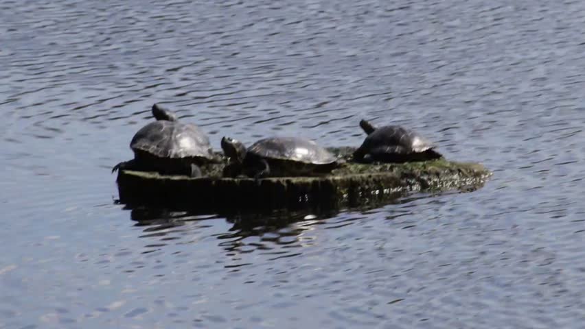 Three turtle resting on a wooden log getting sunbath to warm up their body