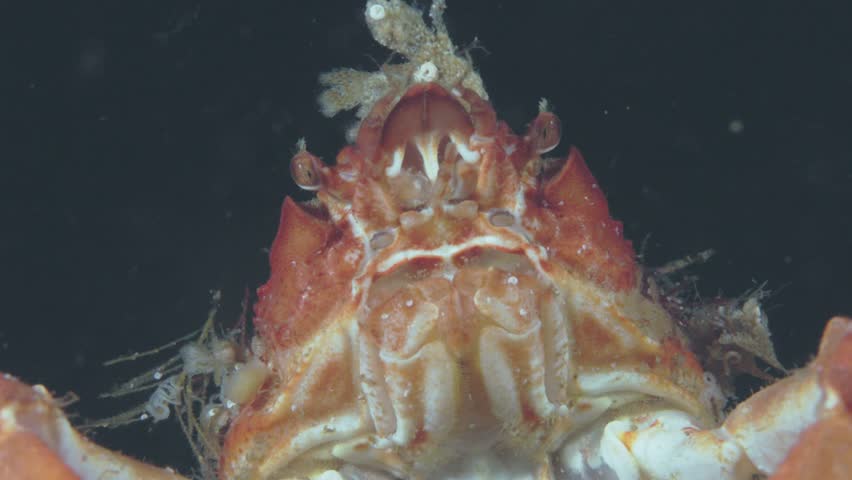 Decorator crab camouflaged on rocky sea floor in Percé, Quebec, underwater 4K 60FPS marine wildlife footage showcasing cold Atlantic benthic ecosystem and natural behavior